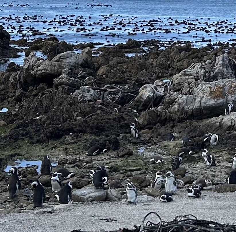 Stony Point Nature Reserve-Betty's Bay必去景点
