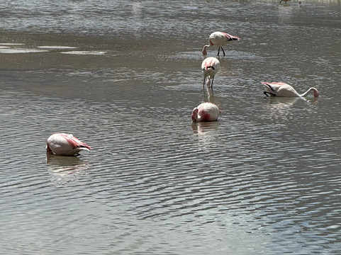 Pukina Travel-拉巴斯必去景点