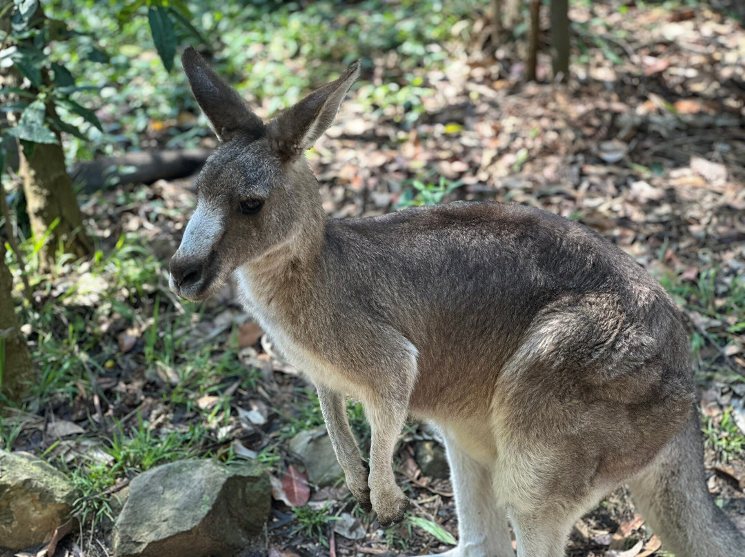Potoroo Palace景点图片