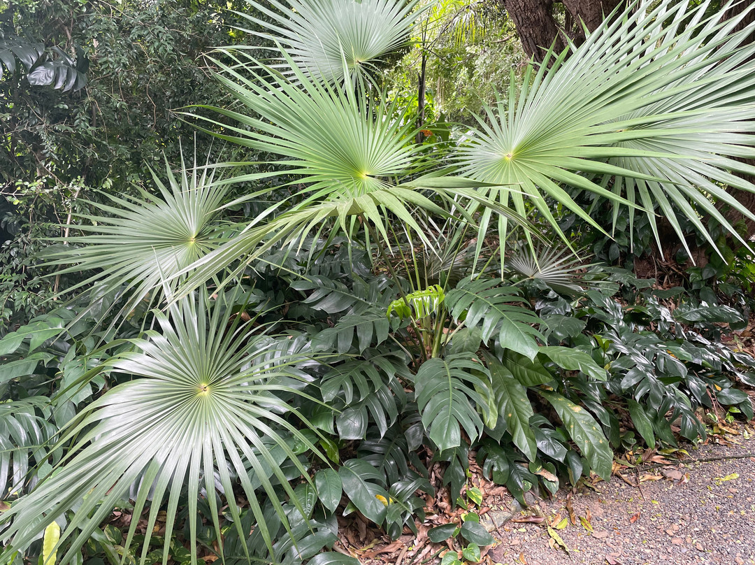 J.R. O'Neal Botanical Gardens-Road Town必去景点