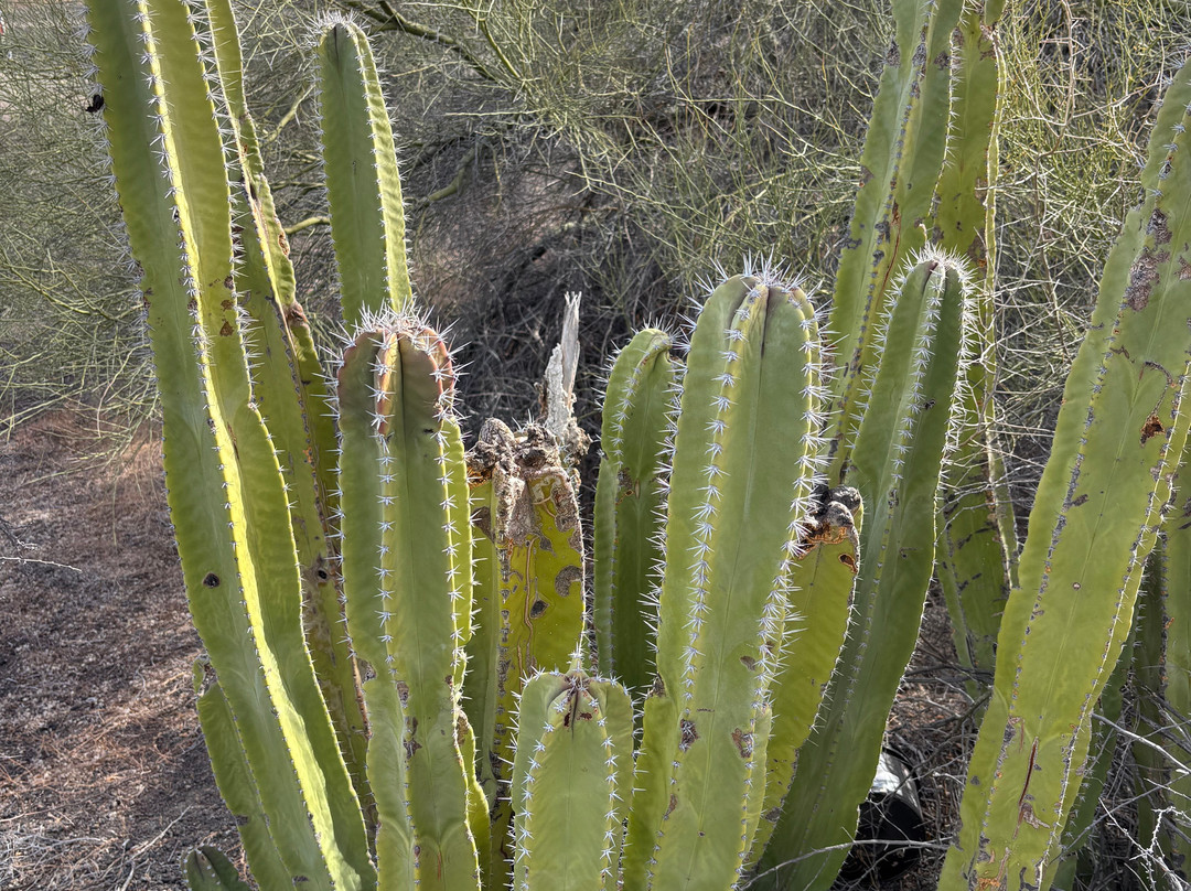 El Pinacate y Gran Desierto de Altar Biosphere Reserve景点图片