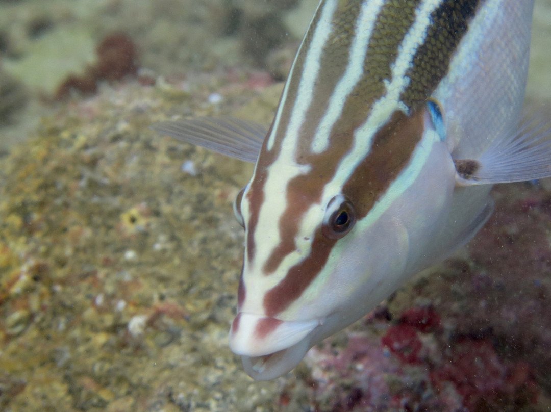 Kauai Dive Co-坡伊普必去景点