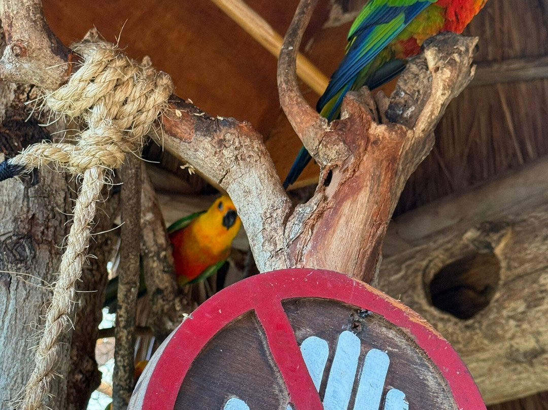 Aviarius景点图片