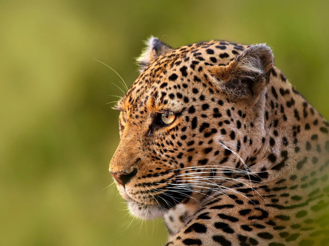 African Nature Quest-约翰内斯堡必去景点