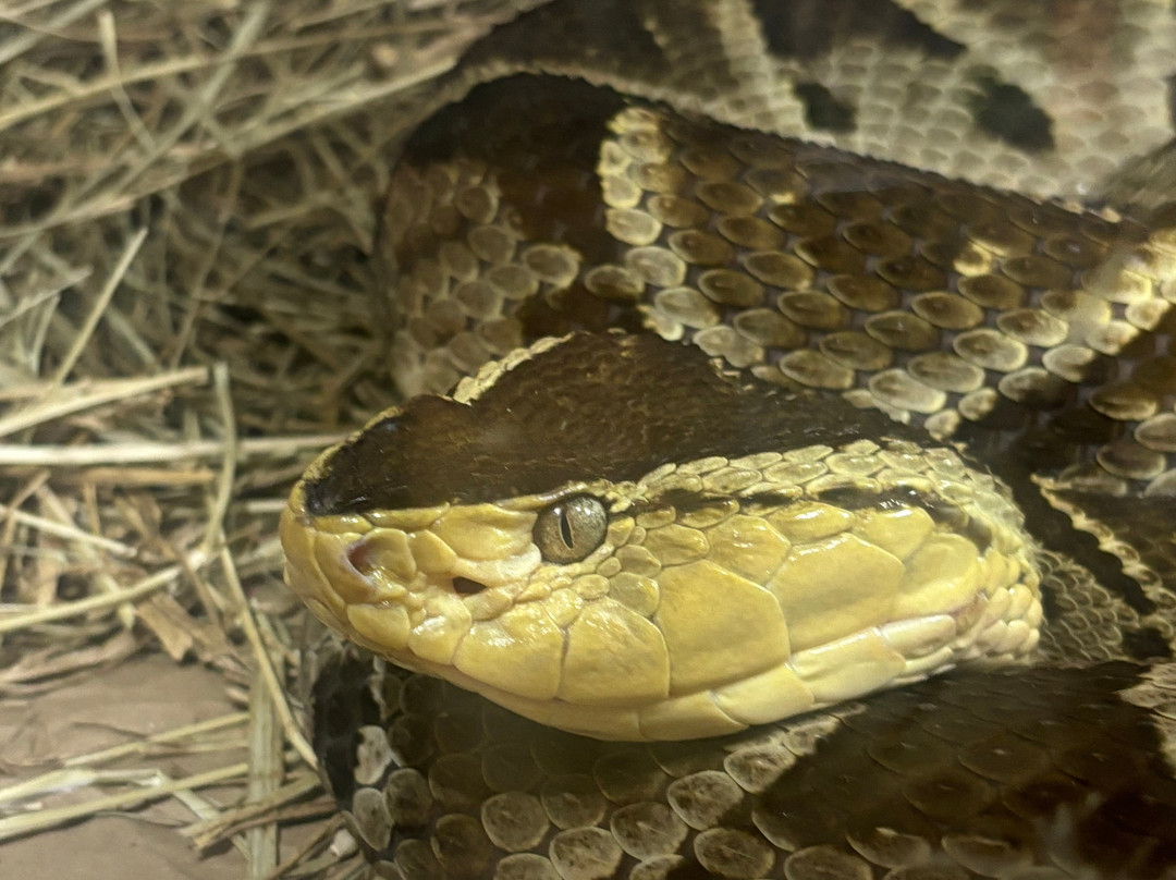 Reptile Preservation Institute-Keystone Heights必去景点