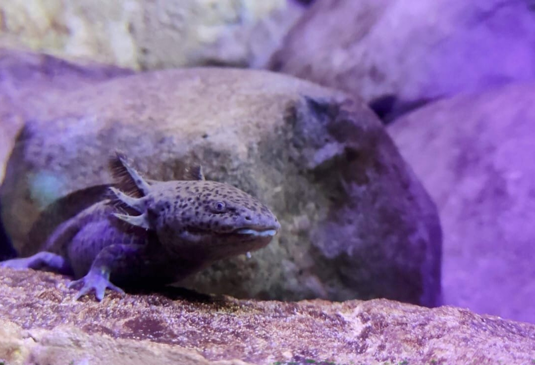 Bioparque Pantanal-大坎普市必去景点