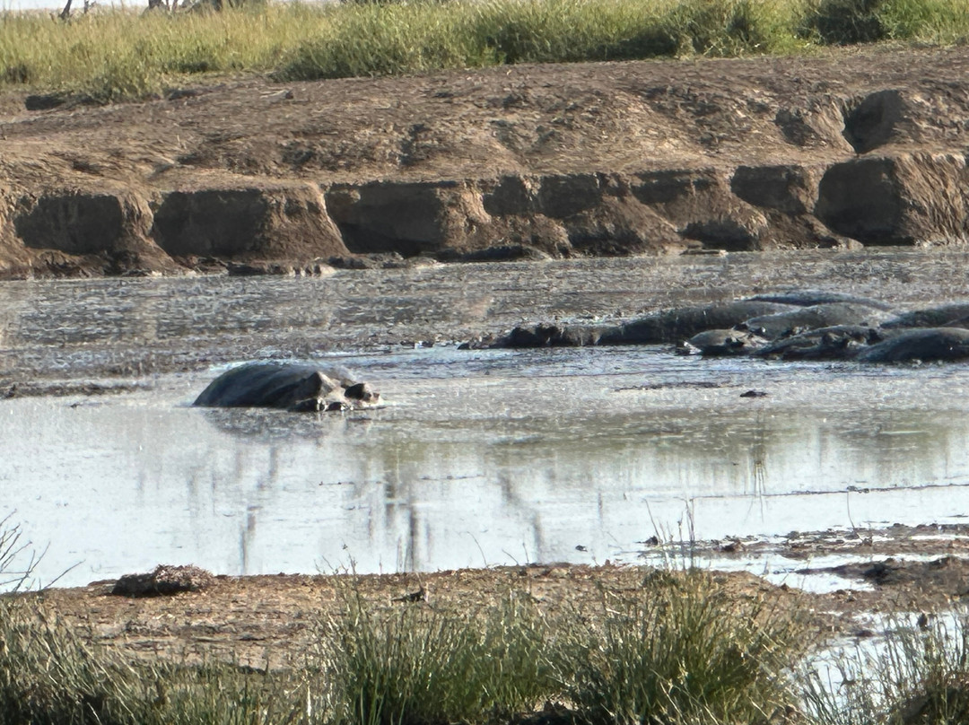 Serengeti Hippo Pool-塞伦盖蒂国家公园必去景点