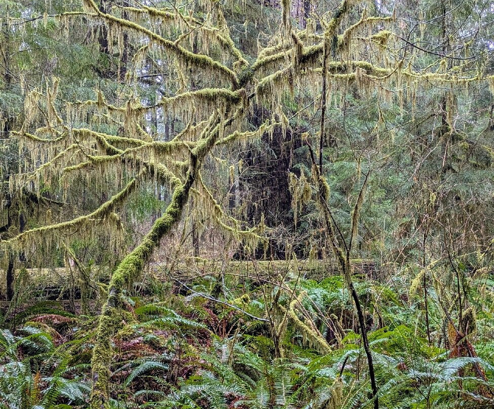 Rain Forest Nature Trail景点图片