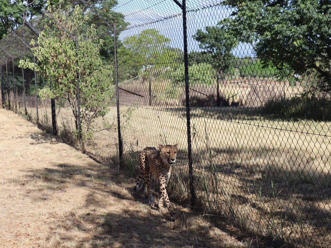 Ann van Dyk Cheetah Centre-哈特比斯普特必去景点