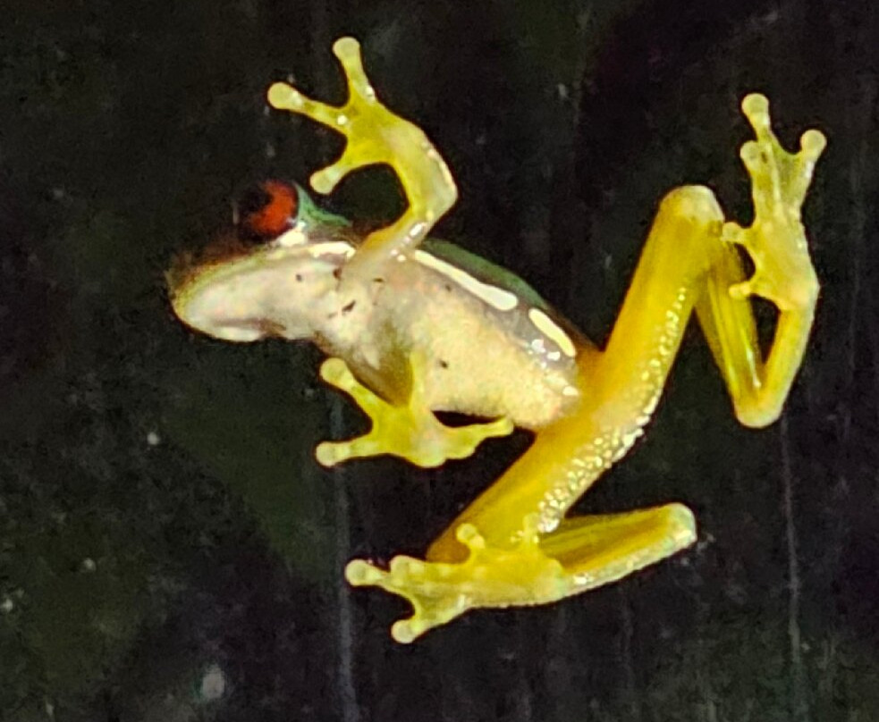 Ranario Monteverde Frog Pond景点图片