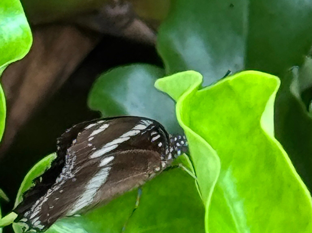 Jaques Coffee Plantation-马里巴必去景点