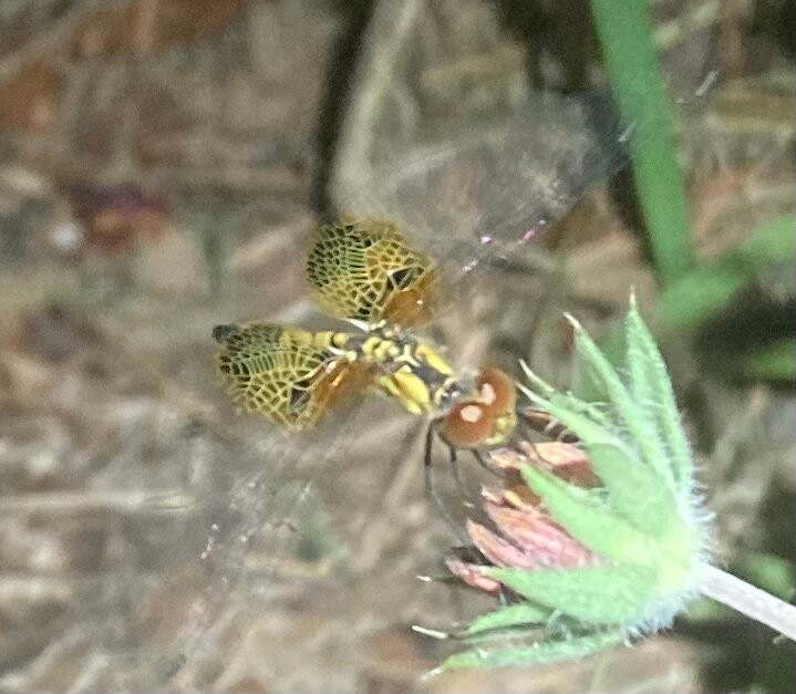 Go With Glo-克里斯特尔里弗必去景点