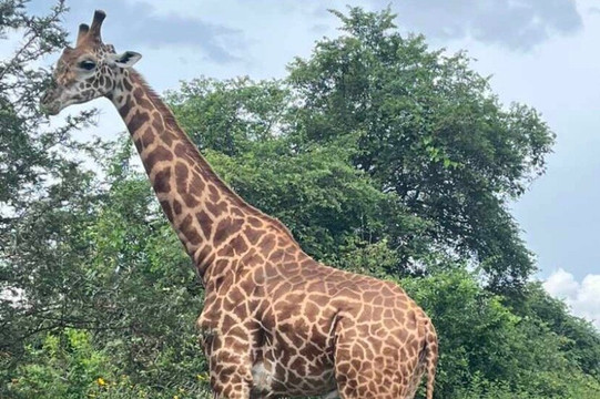 Izubasafaris-吉佳利必去景点