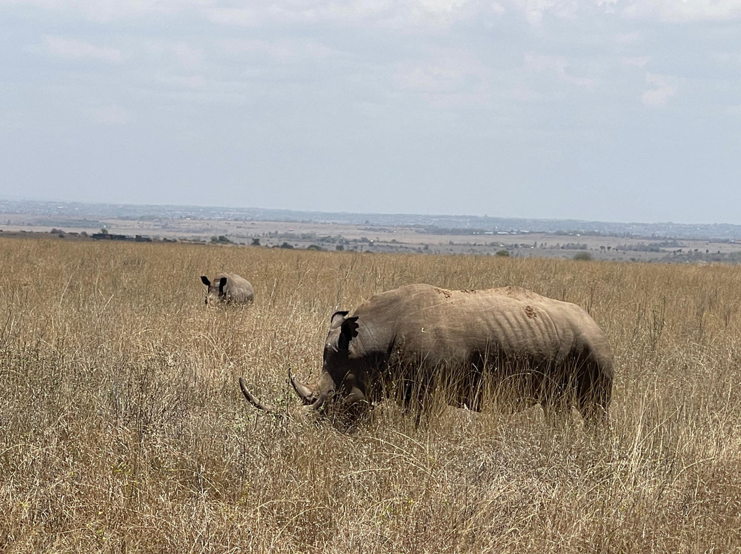 Triptick Travels-内罗毕必去景点