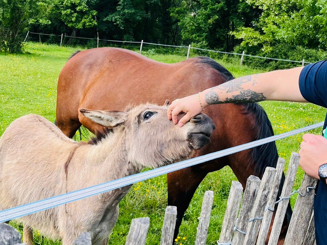 Manoir des Chanterelles主图