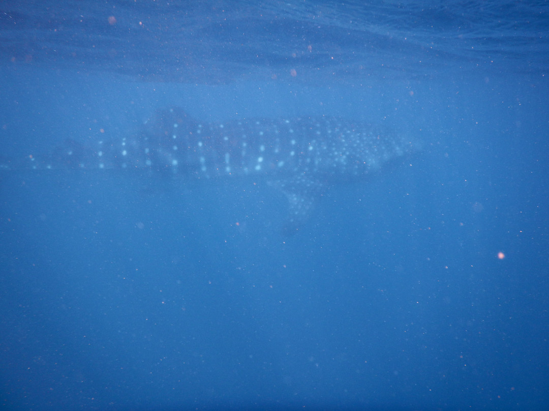 Ningaloo Whaleshark n Dive-埃克斯茅斯必去景点