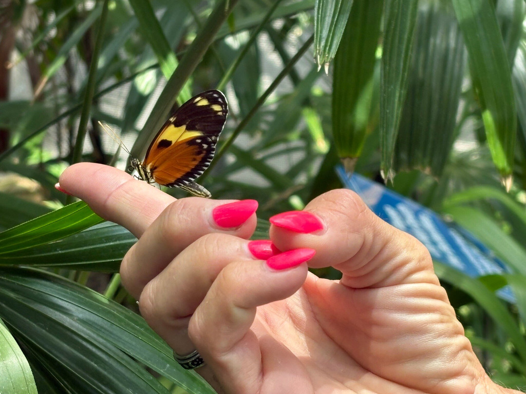 The Sophia M. Sachs Butterfly House-切斯特菲尔德必去景点