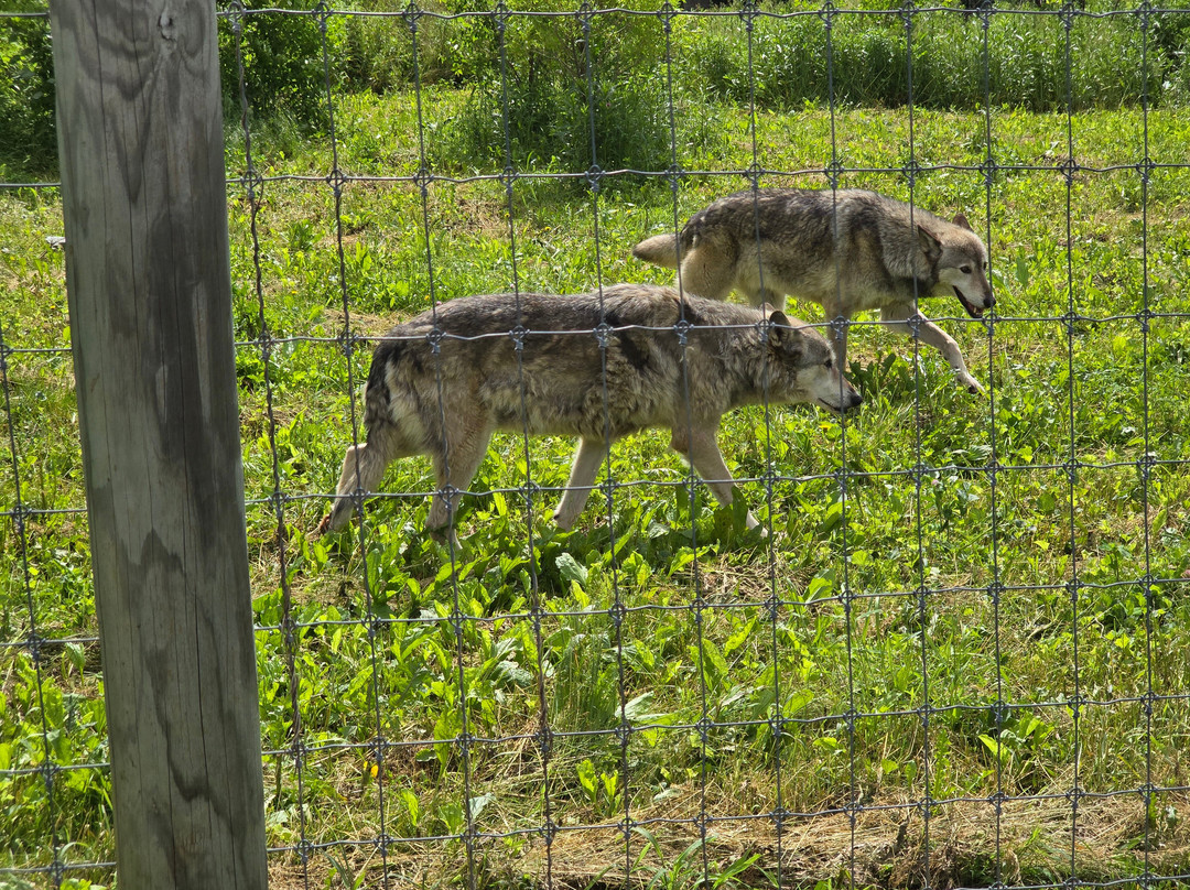 Wolf Sanctuary of PA-利蒂茨必去景点