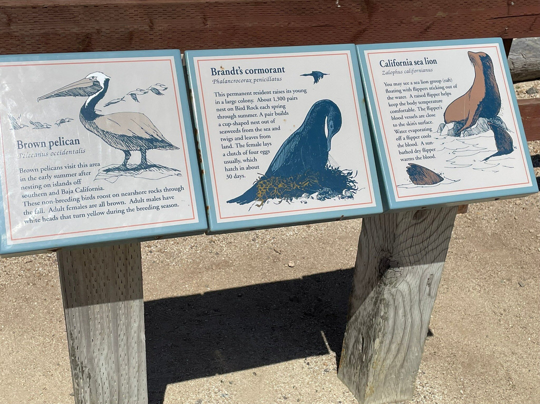 Bird Rock Vista Point-圆石滩必去景点