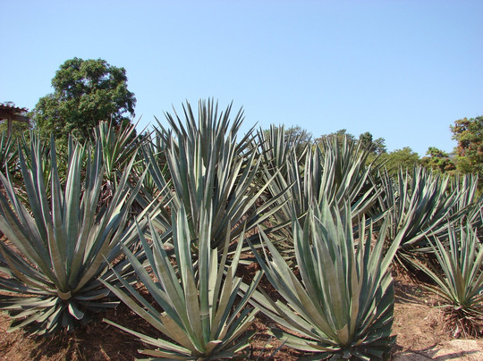 Hacienda El Divisadero