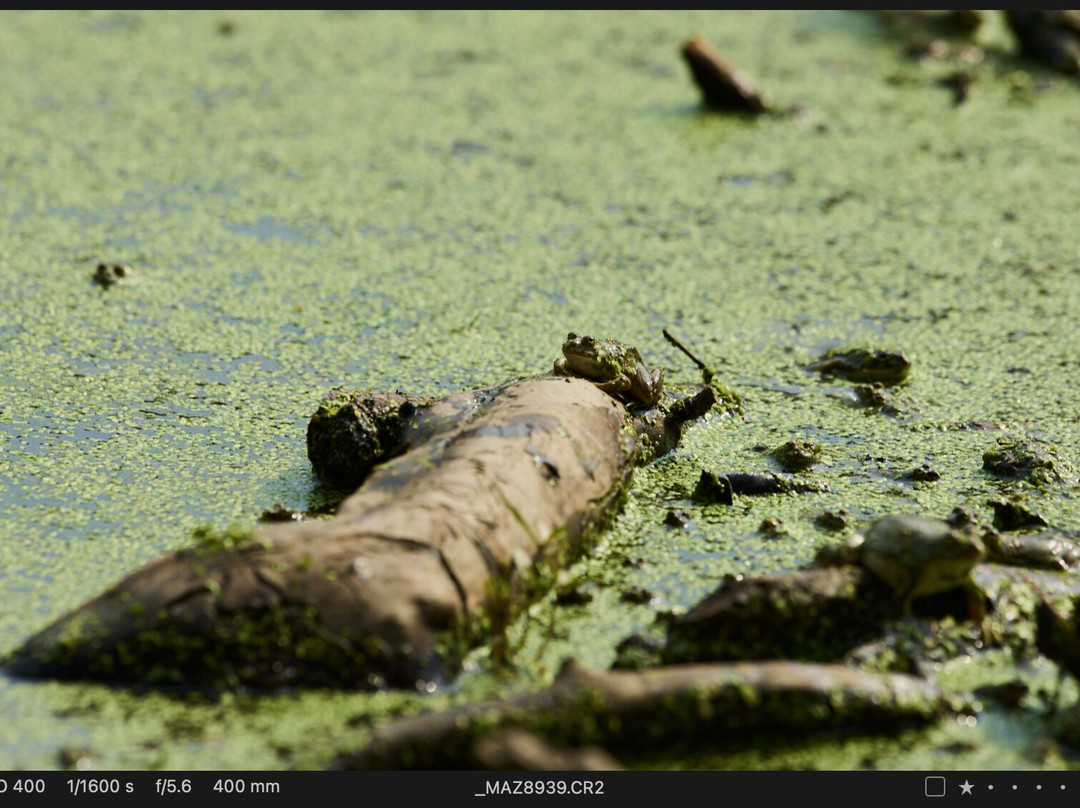 Wild Voyager-纽约市必去景点