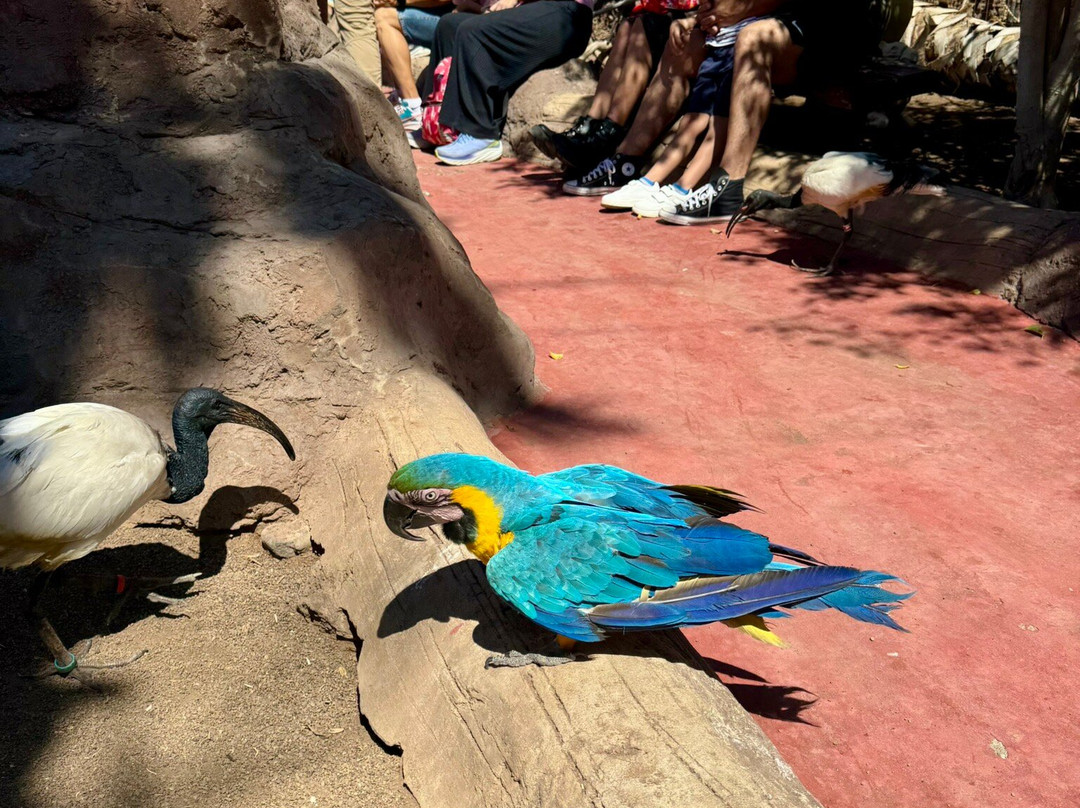 Cocodrilo Park Gran Canaria景点图片
