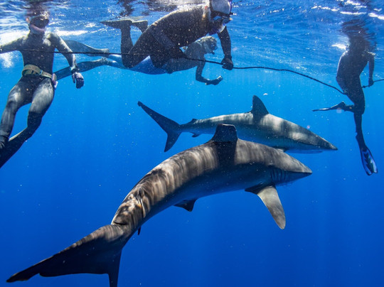 Shark Tours-朱庇特必去景点