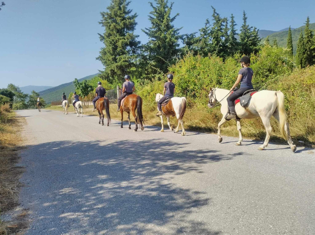 Olympus Horse Riding Club景点图片