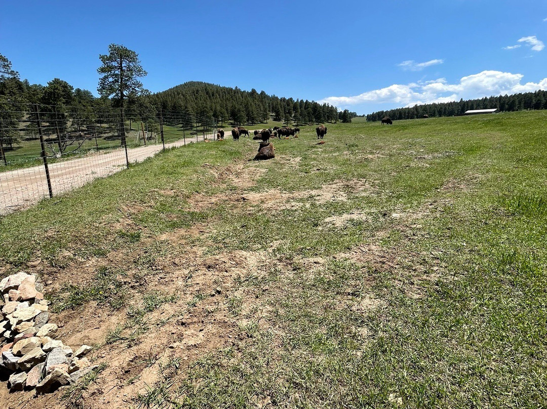 Genesee Park-丹佛必去景点