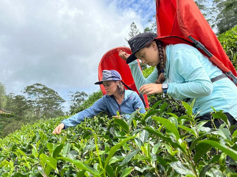 Nuwaraeliya Luxury Tours