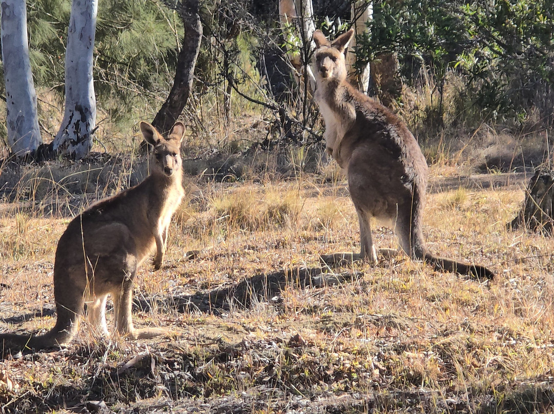 Sydney Private Tours-悉尼必去景点