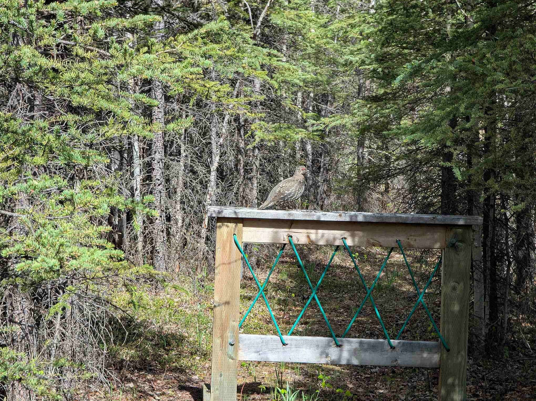 Copper Country Discovery Tour-Copper Center必去景点