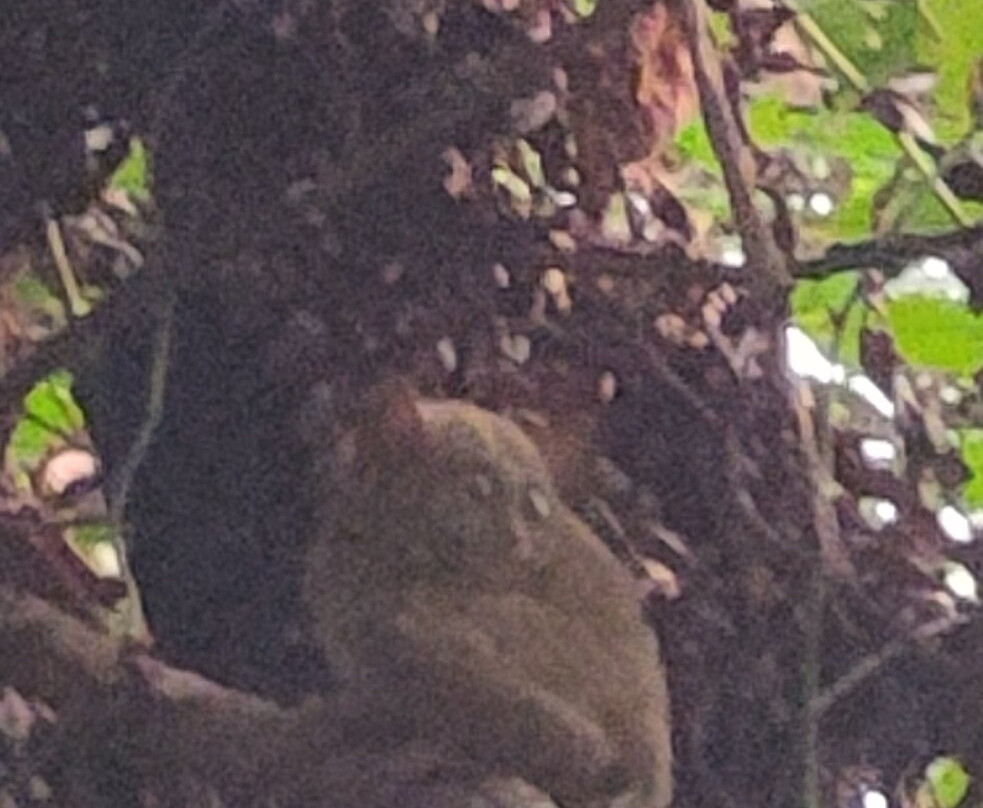 Tentena wildlife tour and Lorelindu national park景点图片