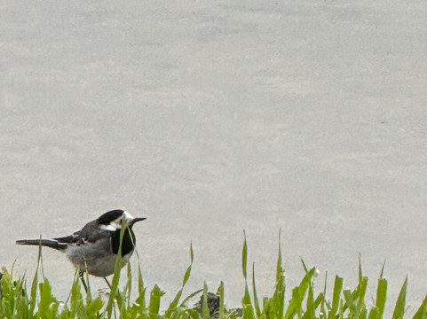 Birdwatching Helsinki-赫尔辛基必去景点