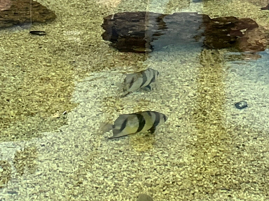 Navarre Beach Sea Turtle Conservation Center-纳瓦拉必去景点