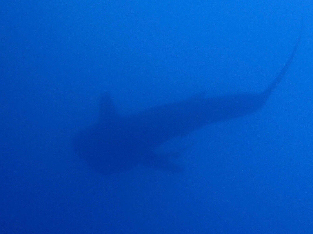 Aquaventure PADI 5 Star Dive Center-Maradhoo Island必去景点