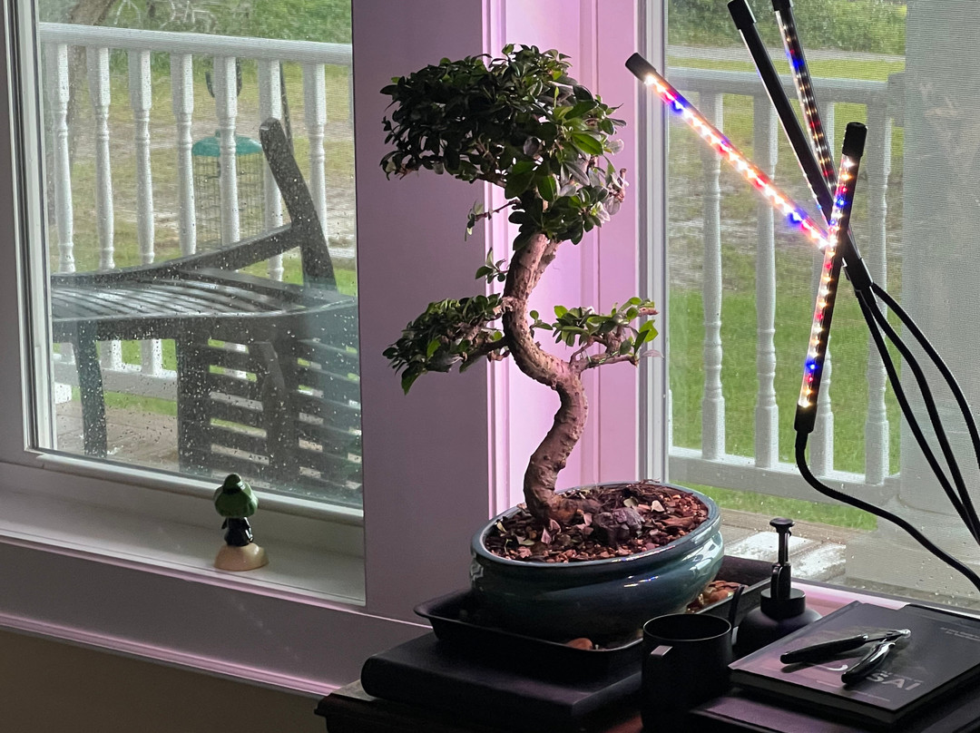 Brussel's Bonsai