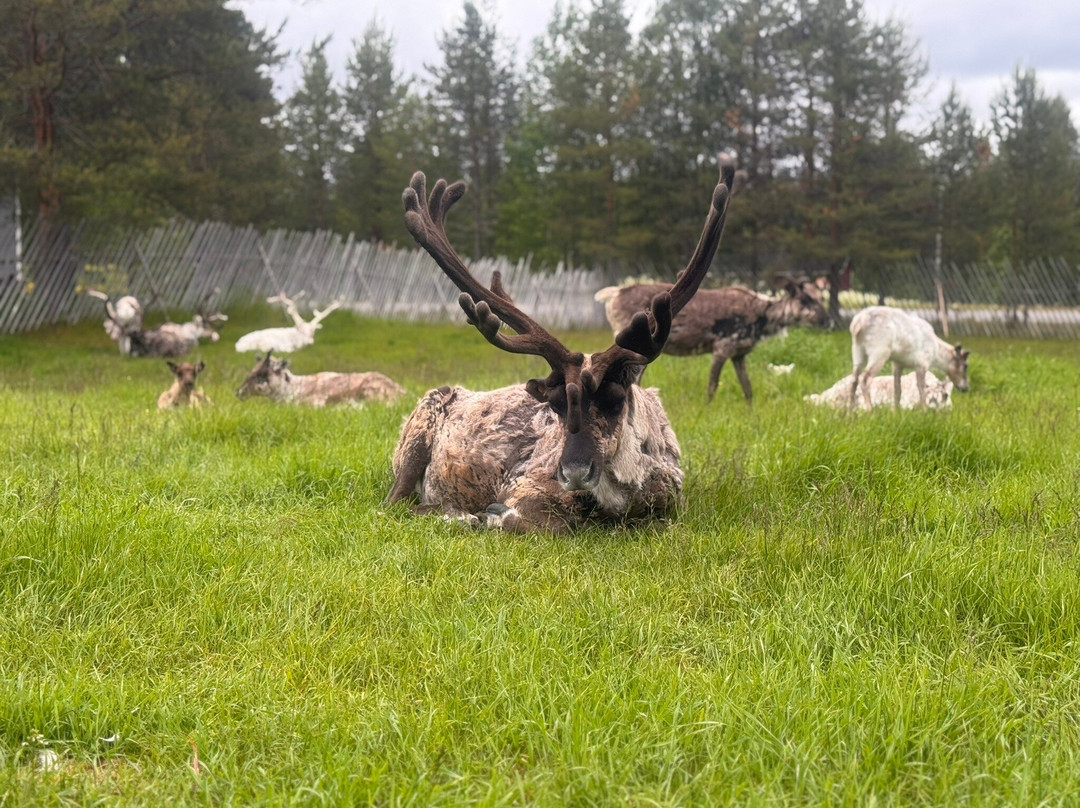 Jaakkola Reindeer Farm-Luosto必去景点