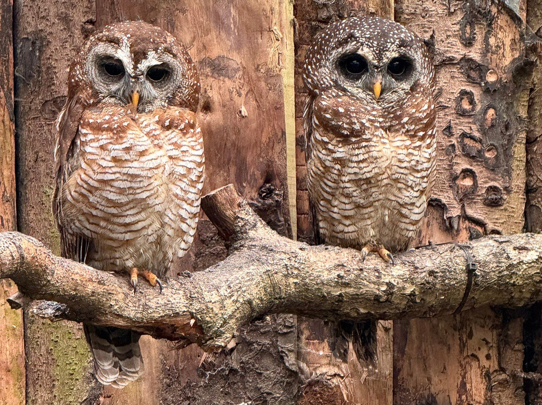 Scottish Owl Centre-Whitburn必去景点