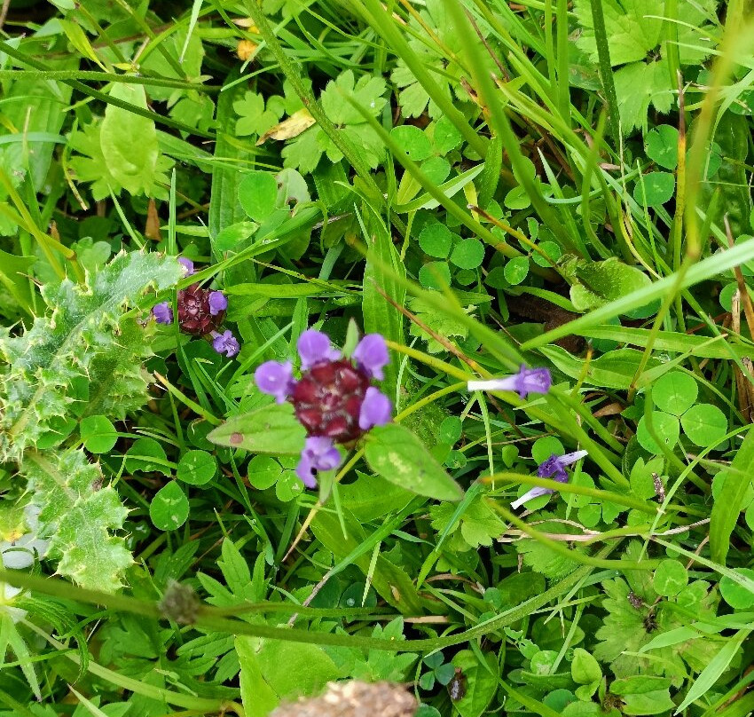 Killykeeghan Nature Reserve-Florencecourt必去景点
