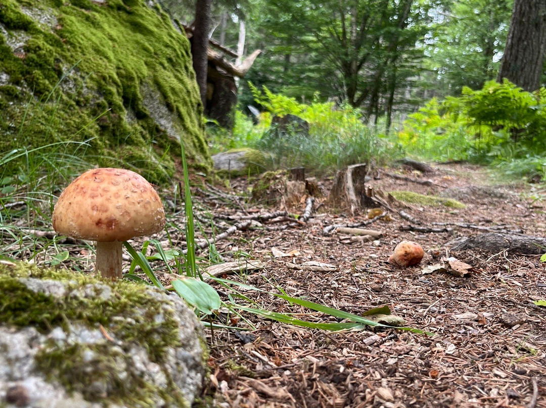 Nervous Nellie's Jams and Jellies-Deer Isle必去景点