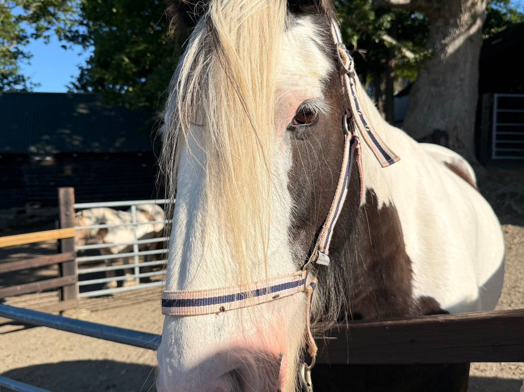 Pony Trekking by Lion Royal Hotel-Rhayader必去景点