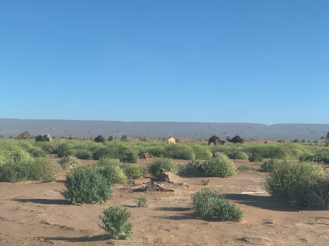 Sahara Bedouins-迈哈米德必去景点