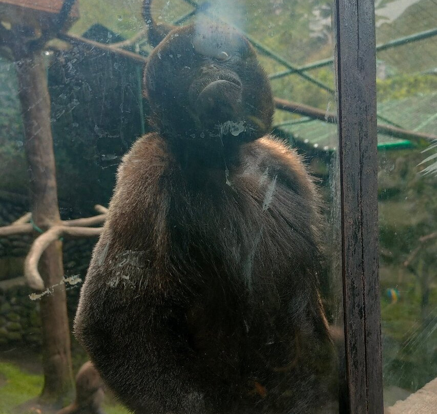 Zoologico de San Martin-巴尼奥斯必去景点