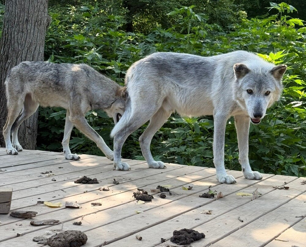 Wolf creek habitat and rescue-Brookville必去景点
