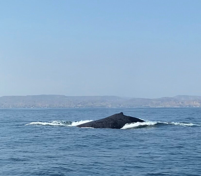 Tours El Pingüino-Organos必去景点