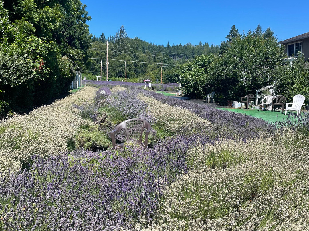 Snofalls Lavender Farm-Fall City必去景点
