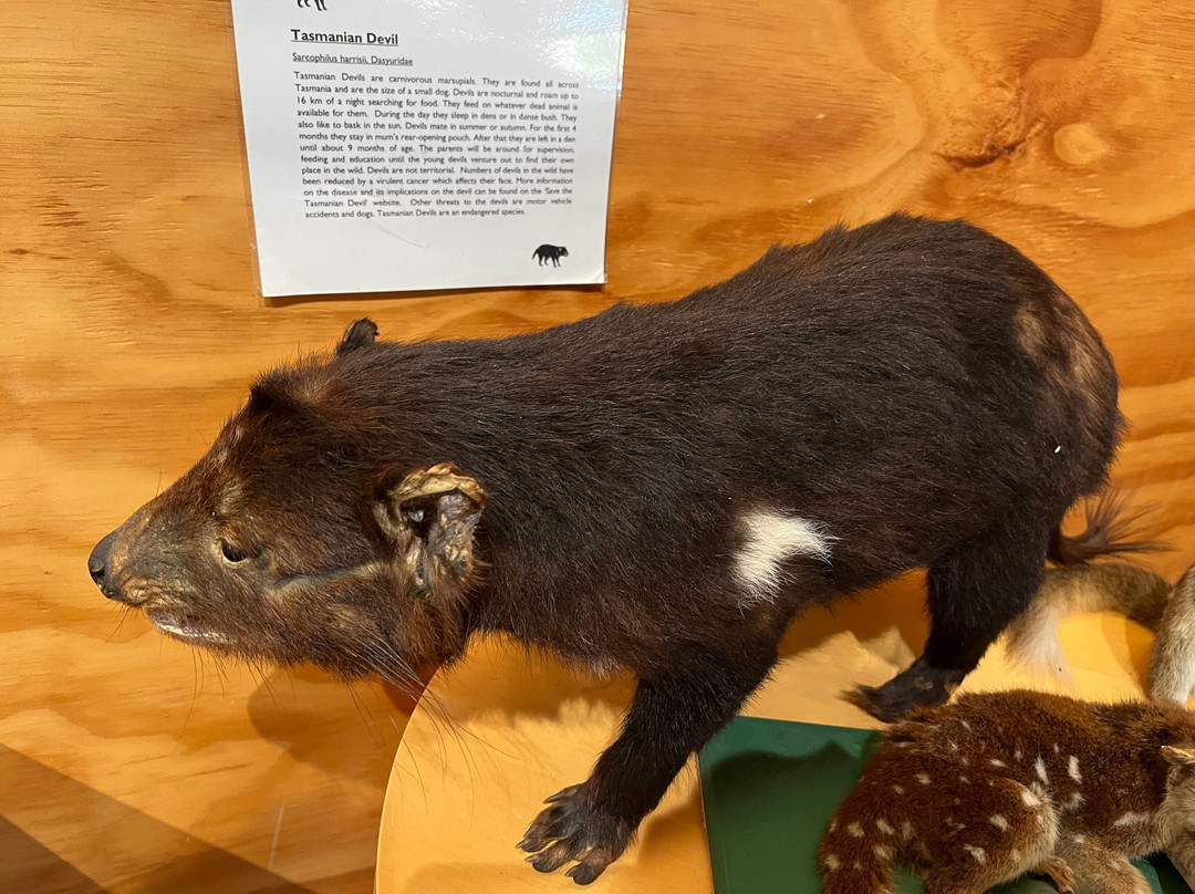 Lake St Clair Visitor Centre-摇篮山圣克莱尔湖国家公园必去景点