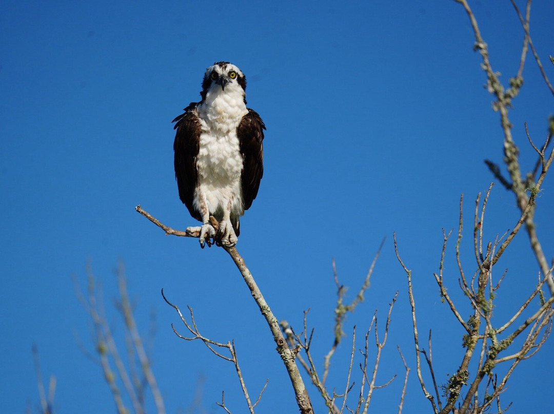 Airboat And Gator Charters-De Leon Springs必去景点