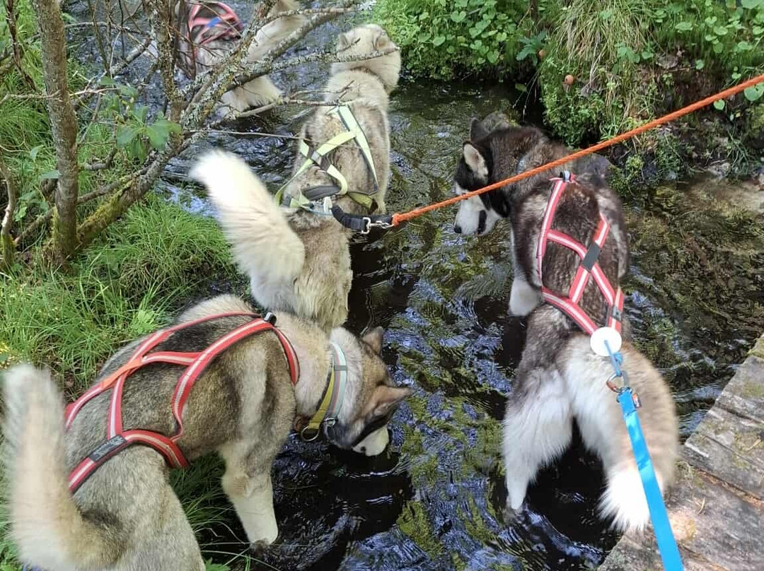 Adventure Dreams Husky Dogsledding-Idre必去景点